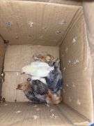 6 Barnyard Mix Chicks