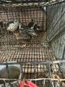 5 Celadon Quail
