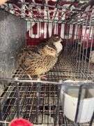 3 Coturnix Quail
