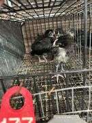 3 Black Copper Maran Chicks