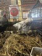 Pair Young Chickens - Tri Color Langshan Rooster "Doodle" & Blue/Black Langshan Hen "Pixie"