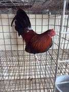 BB Red Banty Rooster