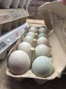 1 Doz Jumbo Duck Eating Eggs