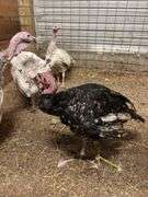 Black Bronze Tom Turkey - 3.5 Mos Old