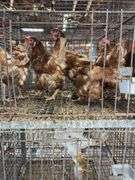 5 Golden Comet Laying Hens
