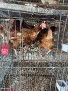 5 Golden Comet Laying Hens