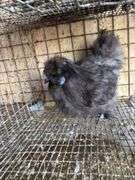 Silkie Rooster