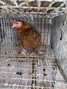 Banty Cochin Chick