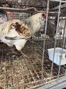 Young Easter Egger Rooster