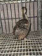 Indian Blue Peachick