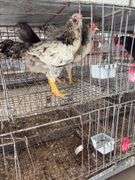 3 Easter Egger Roosters