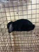Mini Lop Cross Buck