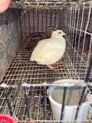 3 Coturnix Quail