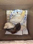 5 Chicks - 3 White, 1 Brown Feather Bantam & 1 Brown Bantam