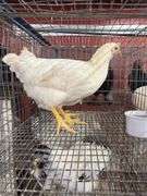 2 Amberlink Pullets