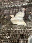 2 White Guineas