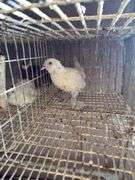 Porcelain D'uccle Pullet