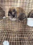 Mini Lop Doe "Trixy"