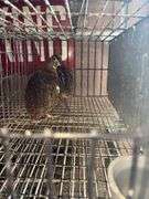 3 Coturnix Quail
