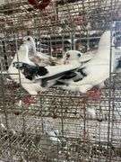 4 Young Homing Pigeons