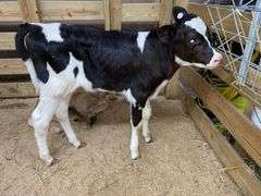 Holstein Heifer Bottle Calf - Had Colostrum