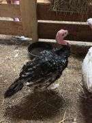Black Bronze Tom Turkey - 3.5 Mos Old