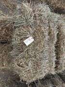 10 1st Grass