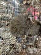 Aguti English Angora Doe