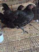 2 Black Australorp Pullets