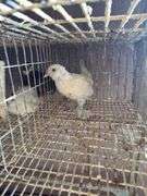 Porcelain D'uccle Pullet