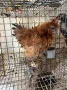 Fuzzy Silkie Pullet