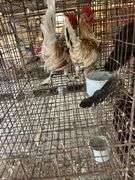 2 Banty Roosters