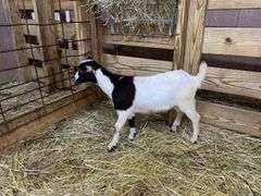 White & Black Nigerian Dwarf Nanny - DOB: 5/28/25