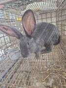 Pure Flemish Giant Doe - 4 Mos Old