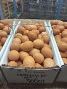 8 Doz Large Brown Eating Eggs
