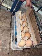 2 Doz Brown Eating Eggs