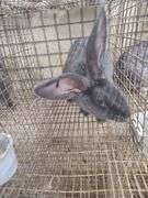 Pure Flemish Giant Buck - 4 Mos Old