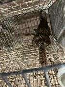 2 Lady Amherst Pheasants