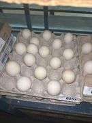 3 Doz Super Jumbo King Duck Eating Eggs
