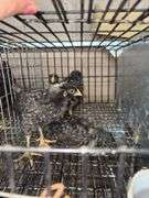 4 Diamond Dutchess Pullets - Blue Egg Layers