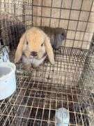 2 Baby Holland Lop Does - DOB 6/9/25