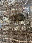 Mini Lop Cross Doe - 10 Wks Old