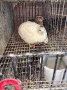 3 Coturnix Quail