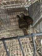 2 Lady Amherst Pheasants