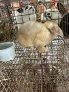 2 Bunnies