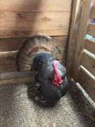 Bronze Tom Turkey - 1 Yr Old
