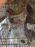 2 Silkie Hens