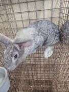 American Chinchilla Doe w/ Pedigree - 9 Wks Old