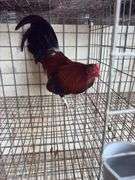 BB Red Banty Rooster