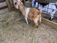 Tan & White Boer x Kiko Nanny